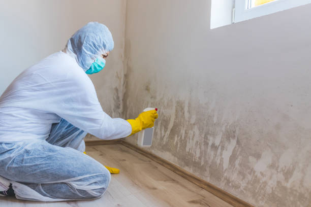 Professional mold removal team in Union City